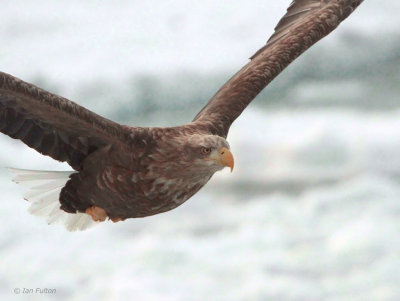 White-tailed Eagle, Rausu, Hokkaido, Japan
