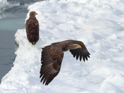 White-tailed Eagle, Rausu, Hokkaido, Japan