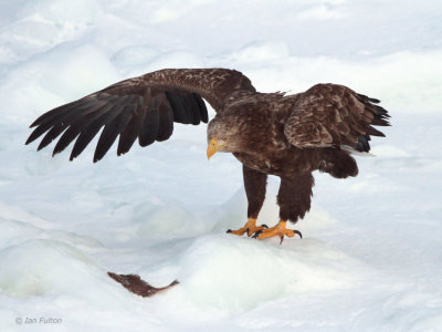 White-tailed Eagle, Rausu, Hokkaido, Japan
