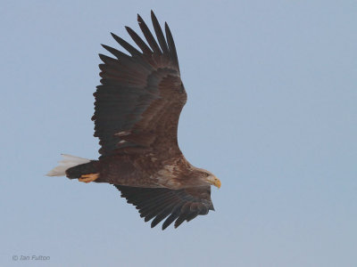 White-tailed Eagle, Rausu, Hokkaido, Japan