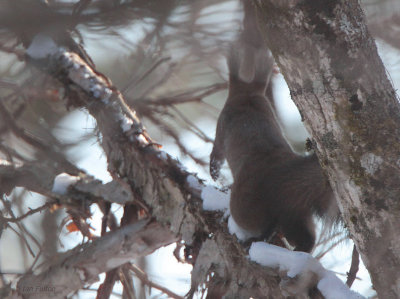 Japanese Squirrel, Lake Furen, Hokkaido, Japan