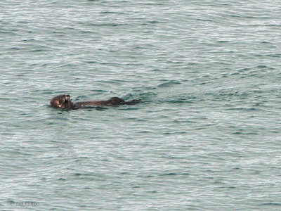 Sea Otter, near Nemuro, Hokkaido, Japan