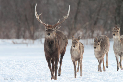 Sika Deer, Akan Crane Centre, Hokkaido, Japan