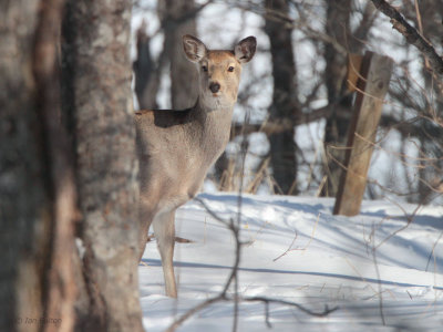 Sika Deer, Lake Furen, Hokkaido, Japan