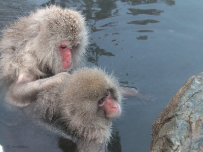 Japanese Macaque, Jigokudani Monkey Park, Nagano