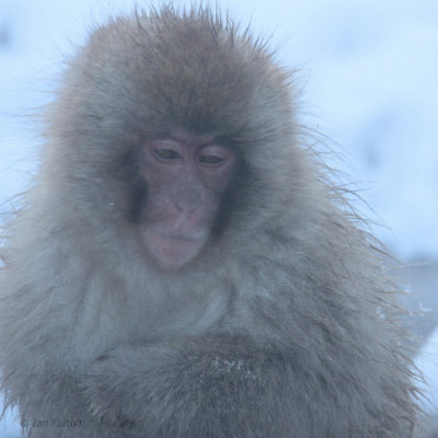 Japanese Macaque, Jigokudani Monkey Park, Nagano