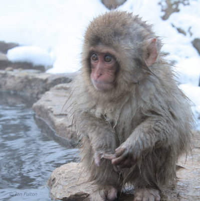 Japanese Macaque, Jigokudani Monkey Park, Nagano