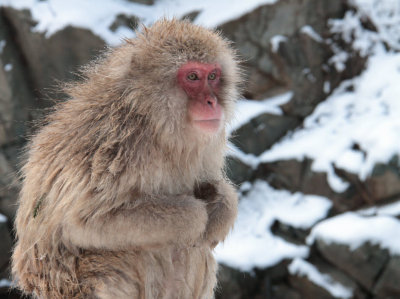 Japanese Macaque, Jigokudani Monkey Park, Nagano