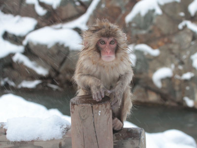 Japanese Macaque, Jigokudani Monkey Park, Nagano