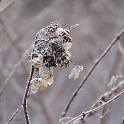 Ice crusted seed head, Karuizawa, Honshu, Japan