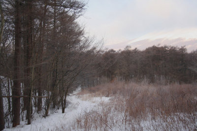 Birding in the woods at Karuizawa, Honshu, Japan