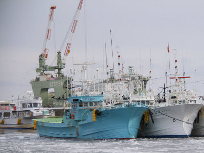 The fishing fleet in Rausu harbour, Hokkaido, Japan