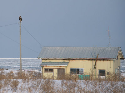Someone's garden bird is a Steller's Sea Eagle, Hokkaido, Japan
