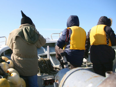 Pelagic from Ochiishi harbour, Hokkaido, Japan