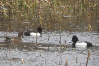 Lesser Scaup, Leperstone Reservoir, Clyde