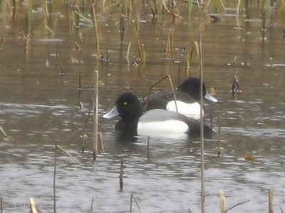 Lesser Scaup, Leperstone Reservoir, Clyde