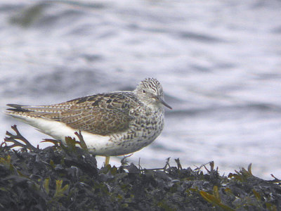 Greenshank, Erskine Harbour, Clyde