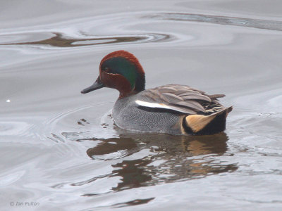 Eurasian Teal, Erskine Harbour, Clyde