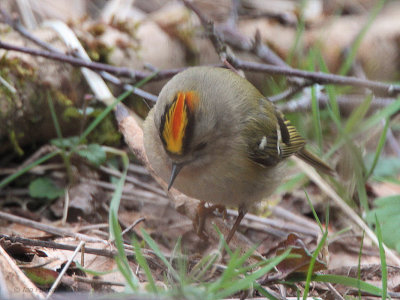 Goldcrest, Dalzell Woods, Clyde