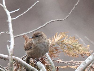 Wren, Ardmore Point, Clyde