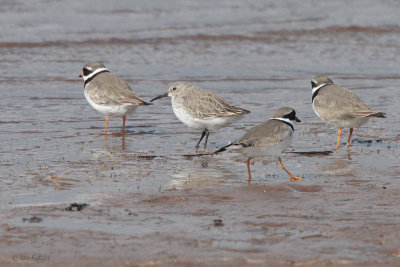 Common Ringed Plovers and a Dunlin, Endrick Mouth-Loch Lomond NNR, Clyde