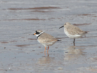 Common Ringed Plover and a Dunlin, Endrick Mouth-Loch Lomond NNR, Clyde