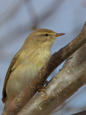 Willow Warbler, Musselburgh, Lothian