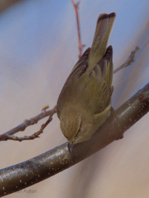 Willow Warbler, Musselburgh, Lothian