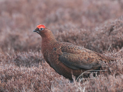 Red Grouse, Lowther Hill, Clyde