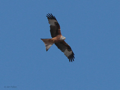 Red Kite, Leadhills, Clyde