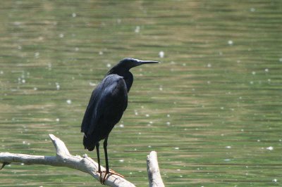 Black Egret, Lake Alarobia-Antananarivo, Madagascar