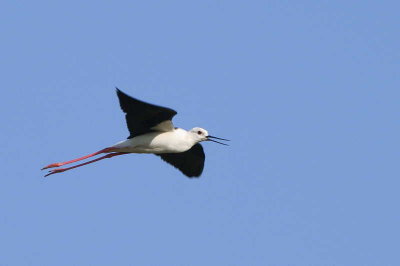 Black-winged Stilt, near Ifaty, Madagascar