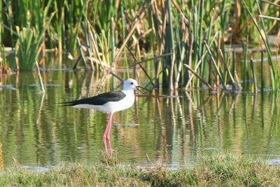 Black-winged Stilt, near Ifaty, Madagascar