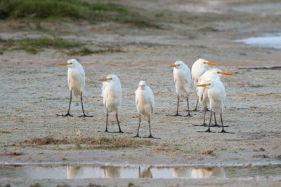 Cattle Egret, near Toliara, Madagascar