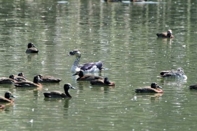 Knob-billed Duck (male), Lake Alarobia-Antananarivo, Madagascar