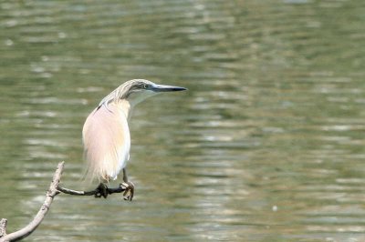 Squacco Heron, Lake Alararobia-Antananarivo, Madagascar