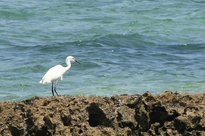 Dimorphic Egret, Nosy Ve, Madagascar