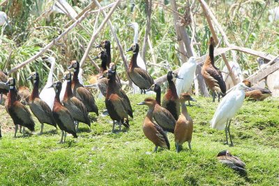 Fulvous Whistling Duck, Lake Alarobia-Antananarivo, Madagascar