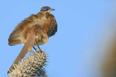 Green-capped Coua, Parc Mosa-Ifaty, Madagascar