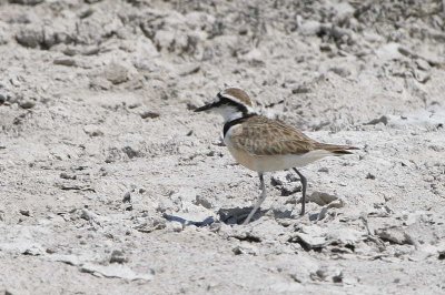 Madagascar (or Black-banded) Plover, near Ifaty, Madagascar