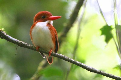 Madagascar Pygmy Kingfisher, Ranomafana NP, Madagascar