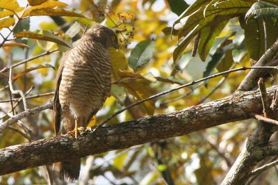 Madagascar Sparrowhawk, Mantadia NP, Madagascar