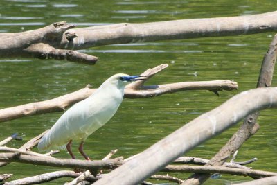 Madagascar Squacco Heron, Lake Alarobia-Antananarivo, Madagascar