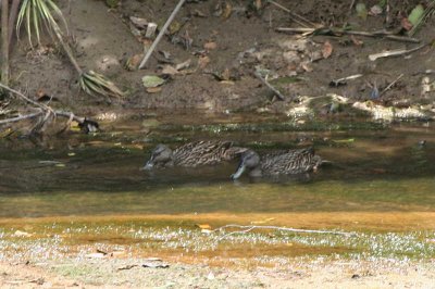 Meller's Duck, Ranomafana NP, Madagascar