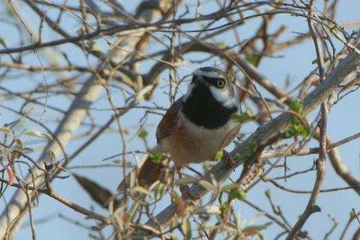 Red-shouldered Vanga, La Table-Toliara, Madagascar