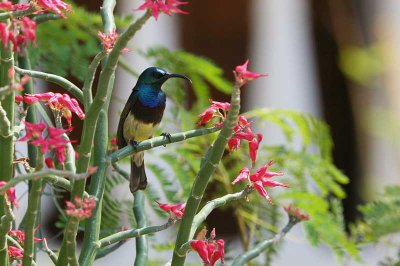 Souimanga Sunbird, St Augustin, Madagascar