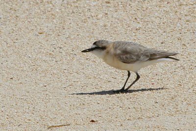 White-fronted Plover, near Ifaty, Madagascar