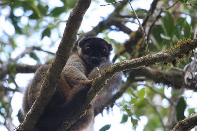 Common Brown Lemur, Andasibe NP, Madagascar