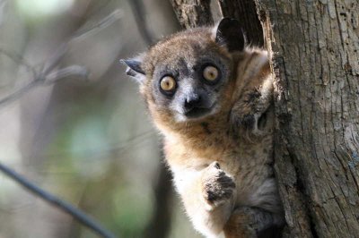 Hubbard's Sportive Lemur, Zombitse NP, Madagascar