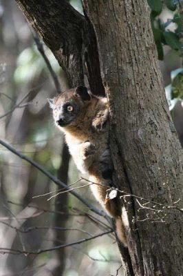 Hubbard's Sportive Lemur, Zombitse NP, Madagascar